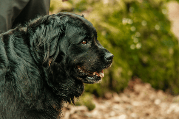 are newfoundland dogs affectionate