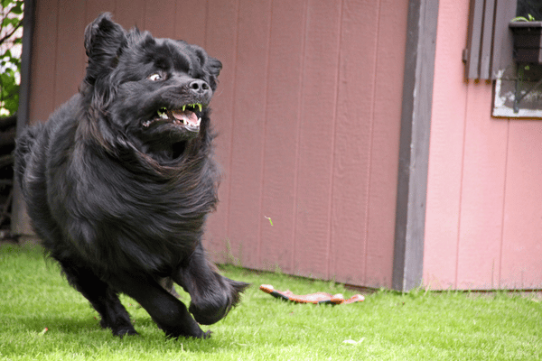 how much exercise does a newfoundland dog need