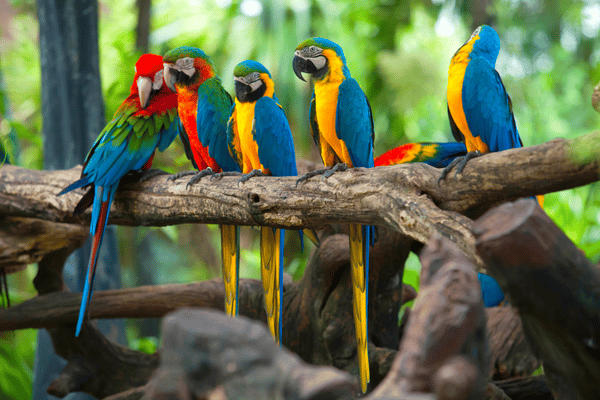 Types Of Pet Parrots: Making The Right Choice