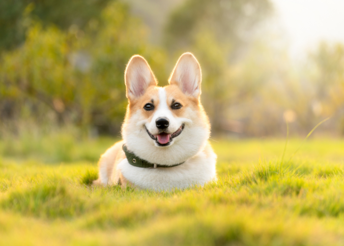 Corgi Companions: Understanding the Quirky Personality Traits - All ...